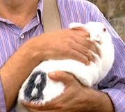 Bunny2