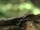 2X14TreeFrog.jpg