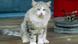 Mikhail'scat