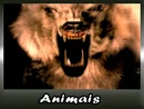 Animais