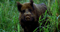 1X16 Boar