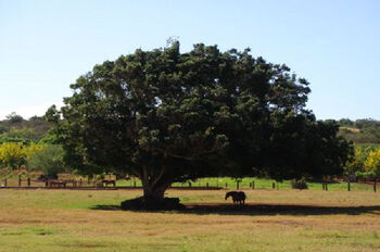 Kawailoa arbre