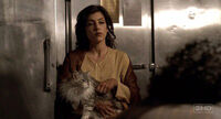 3X11 AmiraCat