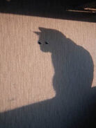 Image used by Marksaw.