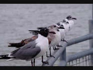 Image used by marksaw.