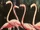Some Birds