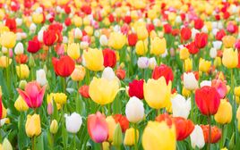 Close-up-of-tulips-blooming-in-field-royalty-free-image-1584131603