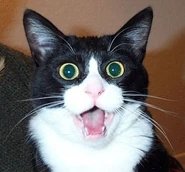 Woah cat.jpg (28 KB)
