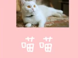 喵喵