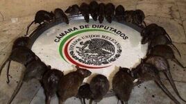 Cámara de Diputados Ratas