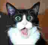 Woahcatlowquality.png (221 KB) A low quality image of a black and white cat that appears to be in shock.