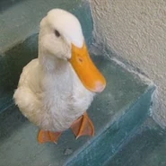 Image used by erickelectirck