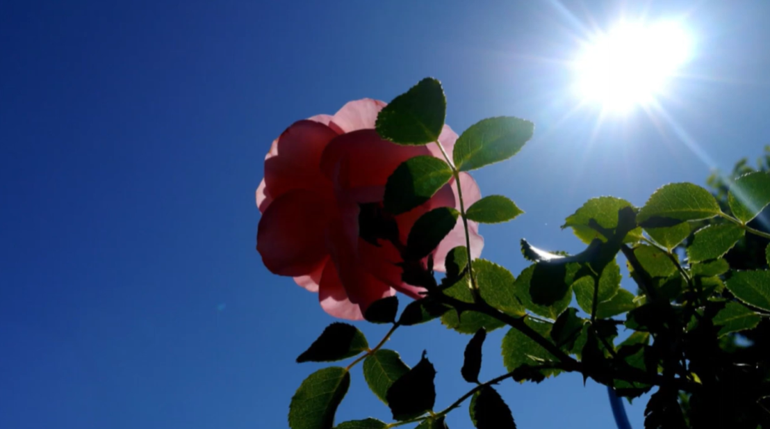 最終T no T xTARPtoTARP ⁡Valo Shade Sunrise Seldon_Family_001?auto=webp&