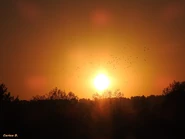 Image used by AlianTheObscure (Full Image).