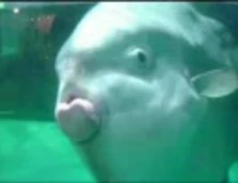 Sunfish, Sunfish, Sunfish, Sunfish