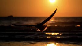 FadingSun