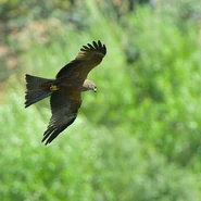 Image used by AlianTheObscure.