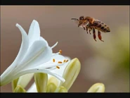 Image used by marksaw for his upload.