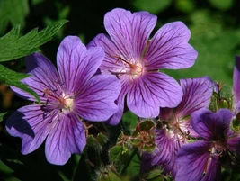 OldBlackMagicInfobox