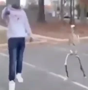 A screenshot of the video showing the moment when the skeleton walks on screen.