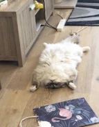 Image used by Lostwave's Unfinest [OLD].