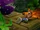 Crash Bandicoot