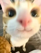 Image used by gardenhead.