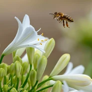 Ditto, but the full image.