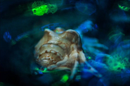 Image used by LostwaveTT