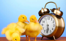 ClockOfDick