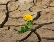 Erosion8.jpeg (785 KB)