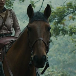 BerekHorse
