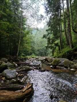 Верболозка