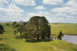 Urodzinowe Drzewo w filmach Petera Jacksona