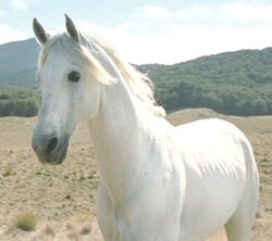 Shadowfax2