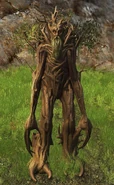 Treebeard in The Lord of the Rings Online
