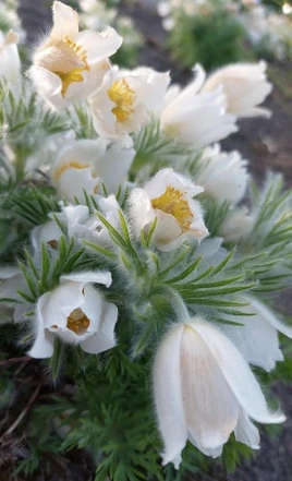 Сімбельмине.1