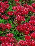 Roter Mauerpfeffer