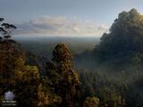 Caras Galadhon