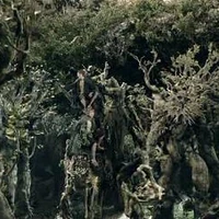 Ents Der Herr Der Ringe Wiki Fandom