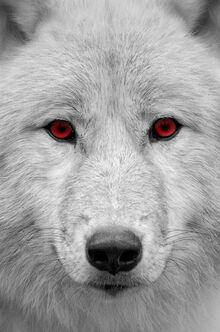 Biały wilk z północy