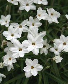 Сімбельмине у кінотрилогії П