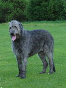 Irish Wolfhound