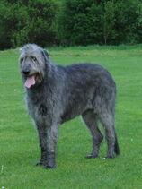 Irish Wolfhound