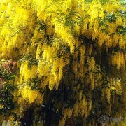 Laburnum