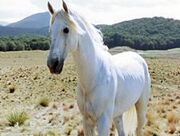 Shadowfax