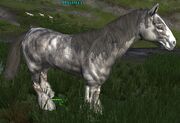The Lord of the Rings Online - Hasufel