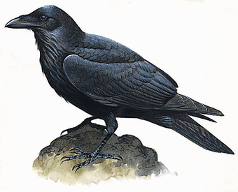 邦楽 when the raven has come to the earth MC05MTQxLmpwZWc.jpeg