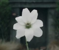 Simbelmynë