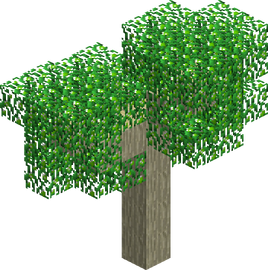 Lime Tree